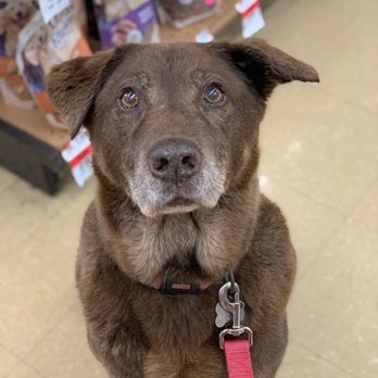 Pet Supplies Plus N. Lincoln - Clean and shiny! - Pet Stores Near Me - Chicago, Illinois Pet Supplies Plus N. Lincoln - Clean and shiny! - Pet Stores Near Me - Chicago, Illinois
