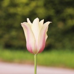 Hofstra University - Tulip time