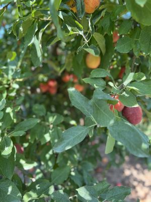 B.J. Reece Orchards by null