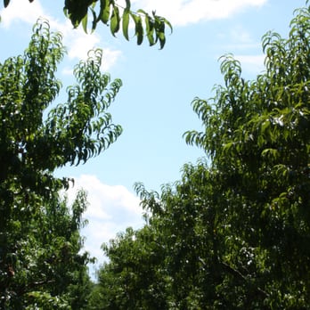 Battleview Orchards - Pick Your Own Farms Near Me - Freehold, New Jersey