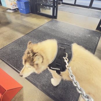 PetSmart - King being discriminated against by Petsmart Groomer, Waxahachie (BJ). - Pet Groomers Near Me - Waxahachie, Texas PetSmart - King being discriminated against by Petsmart Groomer, Waxahachie (BJ). - Pet Groomers Near Me - Waxahachie, Texas