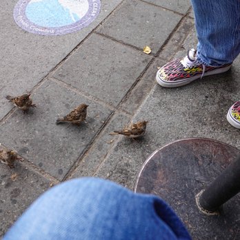 Starbucks - Some sparrows waiting for some handouts. - Coffee & Tea Near Me - Banff, Alberta Starbucks - Some sparrows waiting for some handouts. - Coffee & Tea Near Me - Banff, Alberta