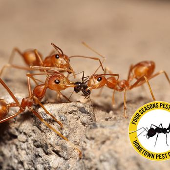 HomeTown Pest Control - Pest Control Near Me HomeTown Pest Control - Pest Control Near Me
