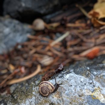 Timpanogos Cave National Monument - Cute lil mountain snails - Parks Near Me - American Fork, Utah Timpanogos Cave National Monument - Cute lil mountain snails - Parks Near Me - American Fork, Utah