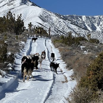 Vegas K9 Adventures - Daycare pack playing in snow! - Pet Training Near Me - Las Vegas, Nevada Vegas K9 Adventures - Daycare pack playing in snow! - Pet Training Near Me - Las Vegas, Nevada