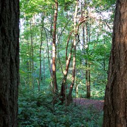 Forest Ridge Park