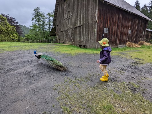 Leaping Lamb Farm by null