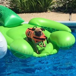 Westfair Pool & Spa - Westfair pools brought our green slimy pool back to life so the whole family could enjoy
