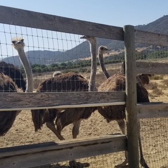 Ostrichland USA - Attraction Farms Near Me - Solvang, California Ostrichland USA - Attraction Farms Near Me - Solvang, California