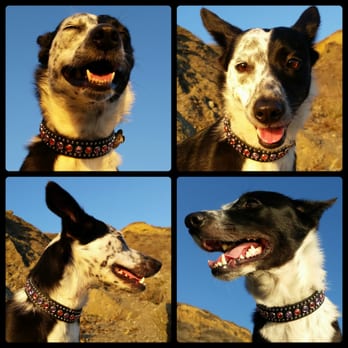 Paco Collars - Jayme is modeling your "Chainsaw" collar - Pet Stores Near Me - Berkeley, California