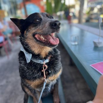 Molly's - My dog sitting on a chair - Breakfast & Brunch Near Me - San Diego, California Molly's - My dog sitting on a chair - Breakfast & Brunch Near Me - San Diego, California