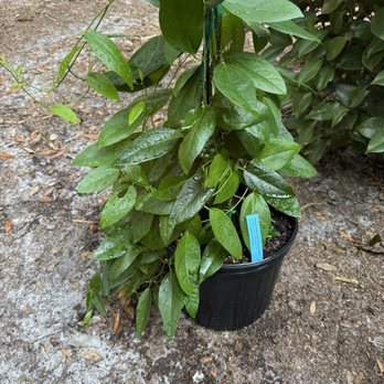 Grow Hub - Corky stem passion vine - Community Service/Non-Profit Near Me - Gainesville, Florida Grow Hub - Corky stem passion vine - Community Service/Non-Profit Near Me - Gainesville, Florida