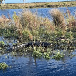 A St Johns River Airboat Tour - Real local