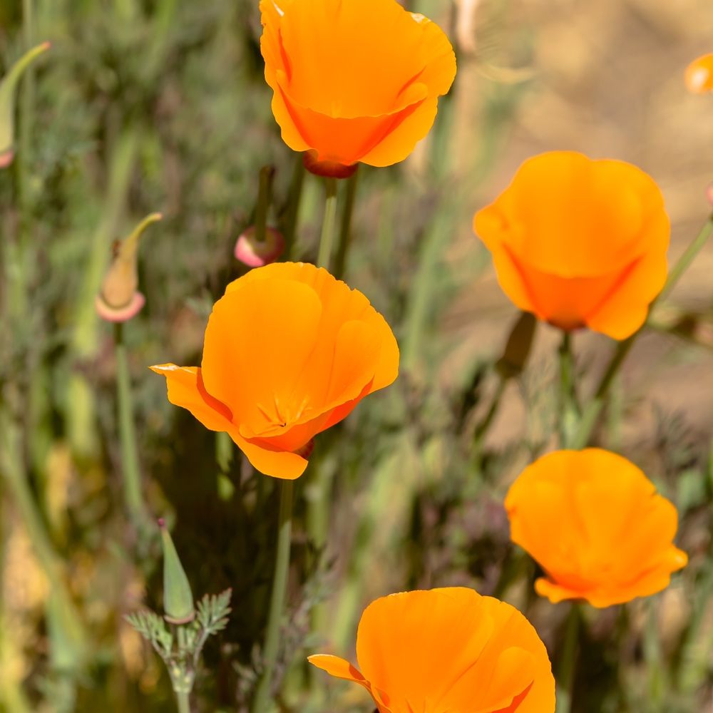 Brecon Estate  - California poppies on the Brecon Estate outdoor tasting room grounds - Wine Tasting Room Near Me - Paso Robles, California