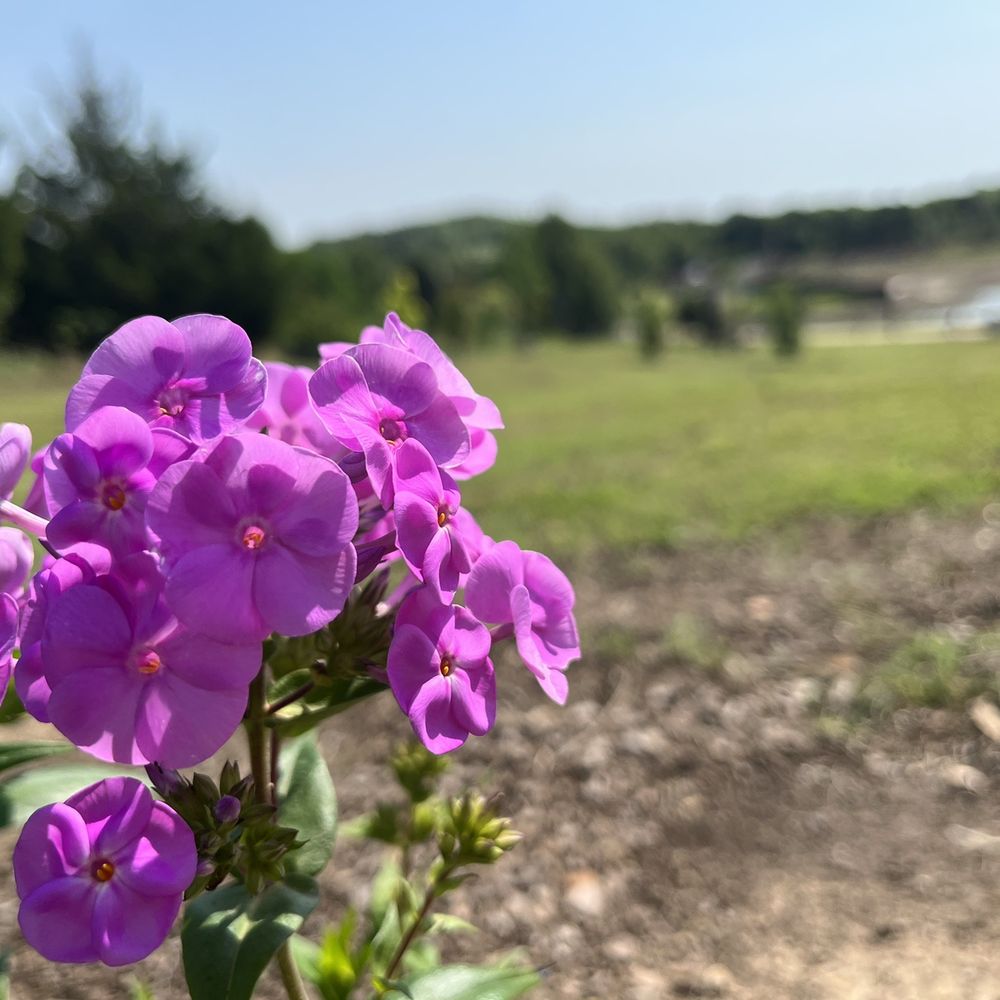 Tulsa Botanic Garden - Botanical Gardens Near Me - Tulsa, Oklahoma