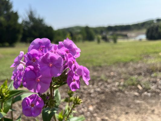 Tulsa Botanic Garden by null