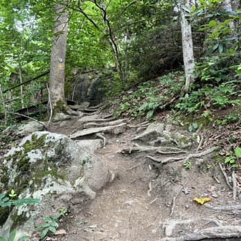 Ohiopyle State Park - Part of the rugged trail. - Parks Near Me - Ohiopyle, Pennsylvania Ohiopyle State Park - Part of the rugged trail. - Parks Near Me - Ohiopyle, Pennsylvania
