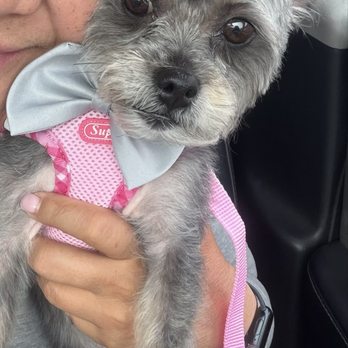 Pooch Pawlor Spa - I'm all cleaned up - Pet Groomers Near Me - Glendale, California