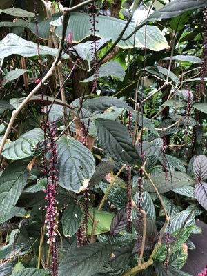 BOTANISCHER GARTEN DER UNIVERSITÄT BASEL 33 Photos Schönbeinstrasse