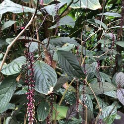 Botanischer Garten der Universität Basel