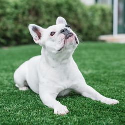 TurFresh - Lucy loves her clean turf