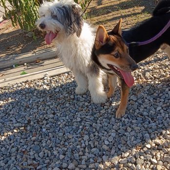 Pawhamas Resort - Pet Boarding Near Me - Glendale, California Pawhamas Resort - Pet Boarding Near Me - Glendale, California