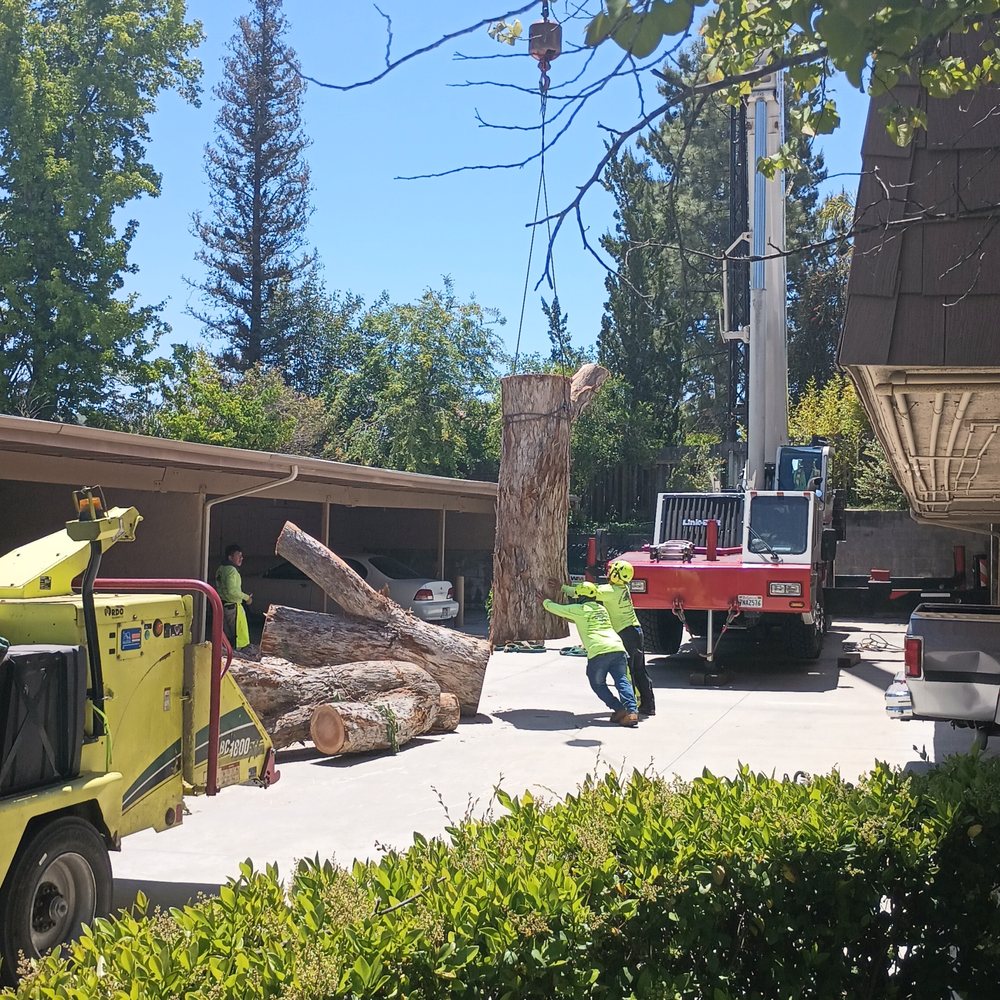 Gold Coast Tree Service - Tree Services Near Me - Simi Valley, California Gold Coast Tree Service - Tree Services Near Me - Simi Valley, California