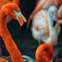 user provided Denver Zoo photo