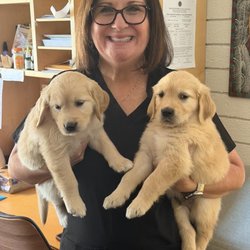 Caren P Hull, DDS - Dr Hulls Patient Meg raises Service Dogs and we love puppies