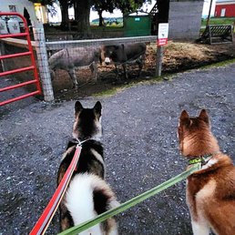 Donkeys