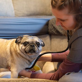 Caring Pathways - Charlotte - Veterinarians Near Me - Charlotte, North Carolina Caring Pathways - Charlotte - Veterinarians Near Me - Charlotte, North Carolina