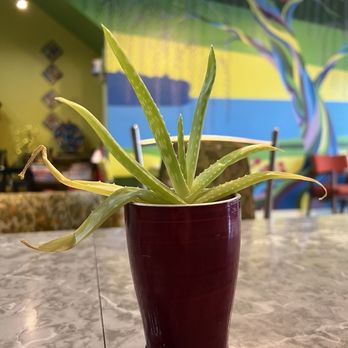 Wicked Willow Cafe - Plants - Soup Near Me - Stevens Point, Wisconsin