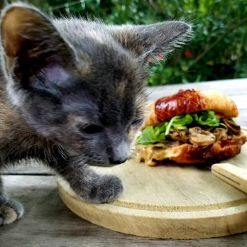 Cafe Duet - Sammi Puffle 48 hours after being rescued from Queens, enjoying a fancy brioche in the Pennsylvania mountains - Cafes Near Me - Stroudsburg, Pennsylvania