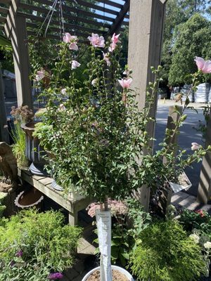 The Growing Place Garden Center by null