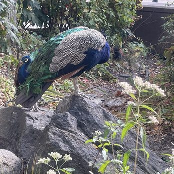 Bronx Zoo - They had so many different, beautiful birds - Zoos Near Me - Bronx, New York