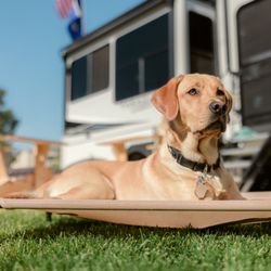 Buffalo KOA