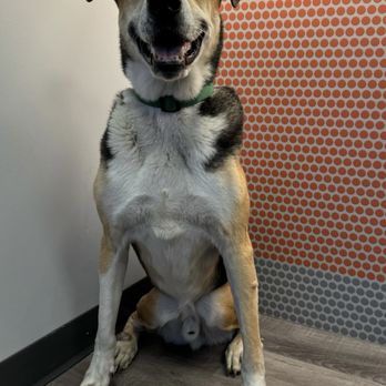 Dogtopia of North Gilbert - Dog of the Week - Ace - Pet Boarding Near Me - Gilbert, Arizona Dogtopia of North Gilbert - Dog of the Week - Ace - Pet Boarding Near Me - Gilbert, Arizona