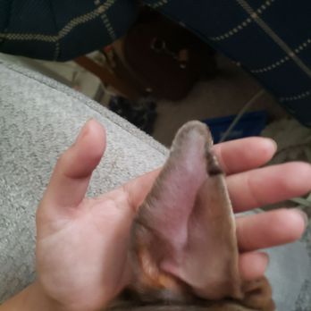 Kothmann Pet Hospital - Hematoma before surgery. - Veterinarians Near Me - San Antonio, Texas Kothmann Pet Hospital - Hematoma before surgery. - Veterinarians Near Me - San Antonio, Texas