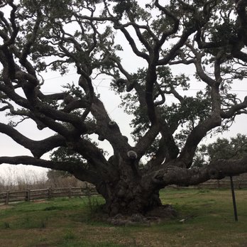Goose Island State Park - Parks Near Me - Rockport, Texas Goose Island State Park - Parks Near Me - Rockport, Texas