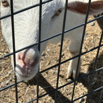 Readington Brewery - Goat - Breweries Near Me - Neshanic Station, New Jersey