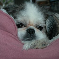 Gateway Pet Memorial - I'm sorry we failed you Coco.....