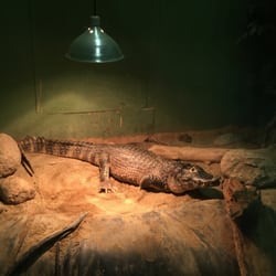 Reptile & Amphibian Discovery Zoo