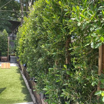 DMK Nursery - Ficus trees - Nurseries & Gardening Near Me - La Puente, California DMK Nursery - Ficus trees - Nurseries & Gardening Near Me - La Puente, California
