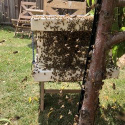 Buzz Off Honey - Captured in the box