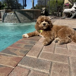 PrisSea Paws