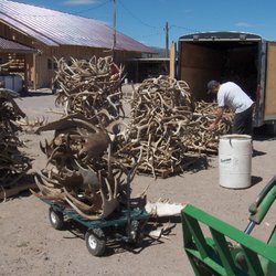 Grande Natural Meat - New new load of antler for pet treats.