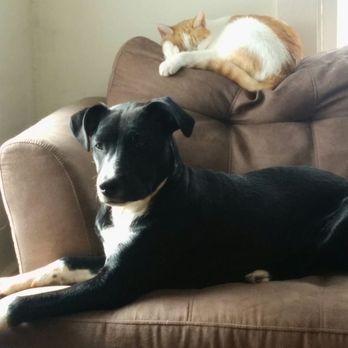 East Coast Adoption Agency - Mischa soaking up the sun while tolerating the cat. - Animal Shelters Near Me East Coast Adoption Agency - Mischa soaking up the sun while tolerating the cat. - Animal Shelters Near Me