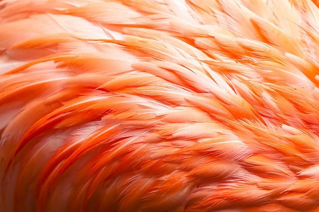 The Waxed Flamingo Logo