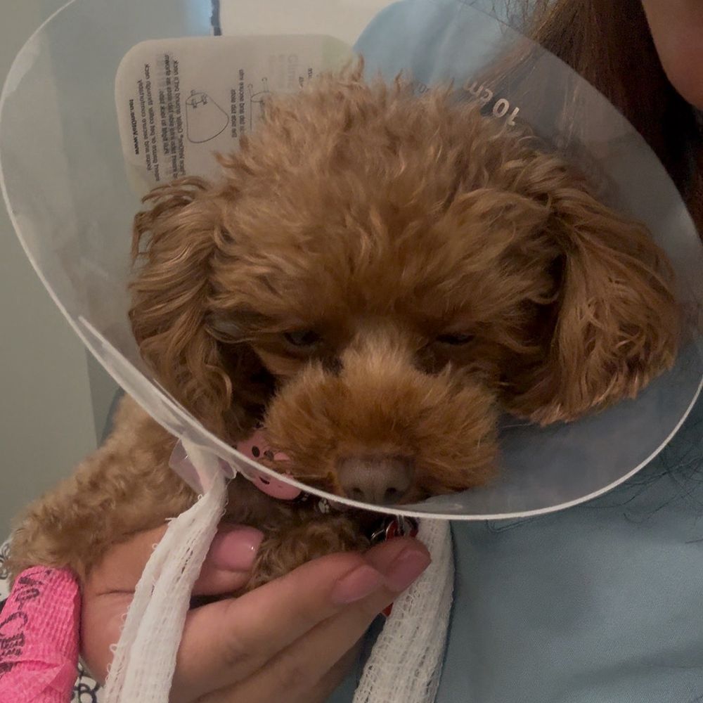 Under One Woof - Picked up from the vet, she was so upset that she spend her whole day at the vet. - Pet Groomers Near Me - Alameda, California Under One Woof - Picked up from the vet, she was so upset that she spend her whole day at the vet. - Pet Groomers Near Me - Alameda, California