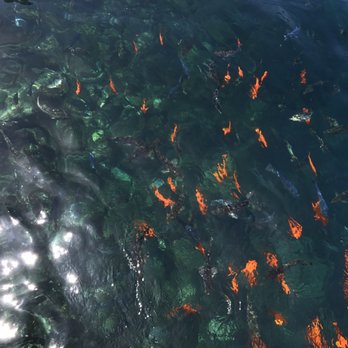 Glass Bottom Boat Tour - Feeding fish from the top deck - Boat Tours Near Me - Avalon, California